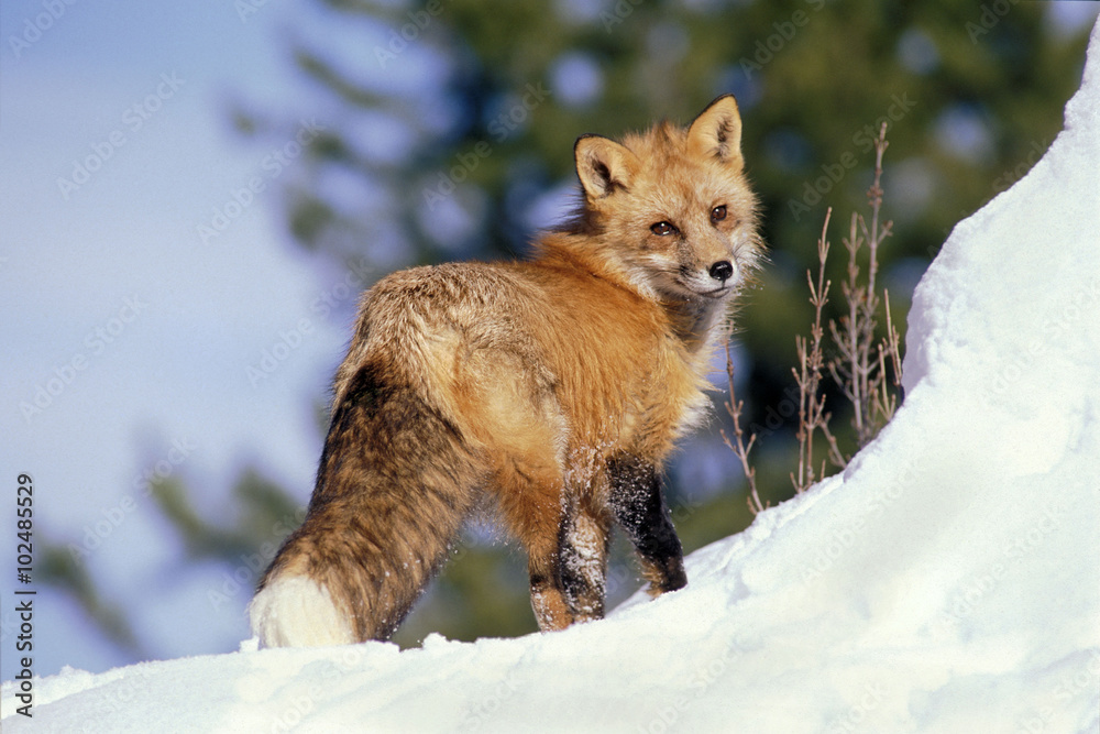 Fototapeta premium Red Fox standing in snow, looking back