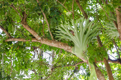 Platycerium perched on a tree photo