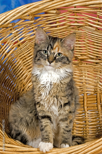 Kitten Calico sitting in willow basket, portrait