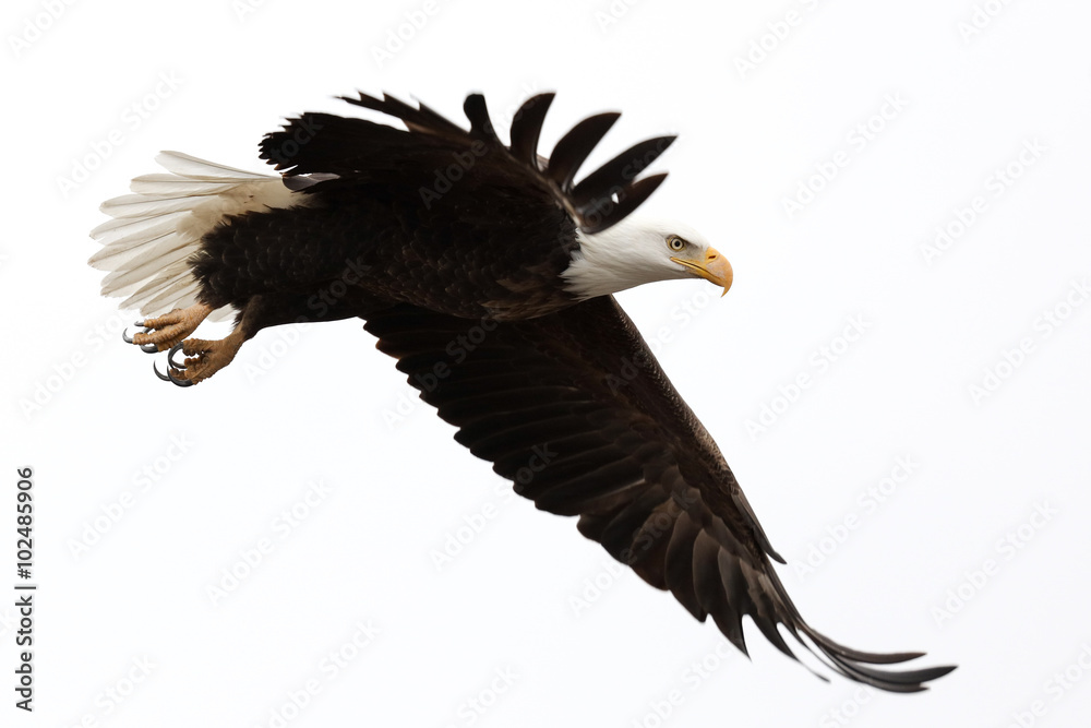 Obraz premium Bielik w locie