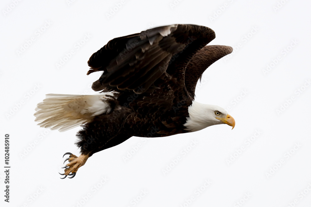 Naklejka premium Bald Eagle in Flight