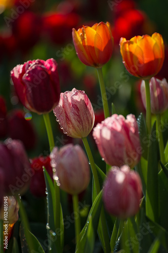 colorful spring tulips