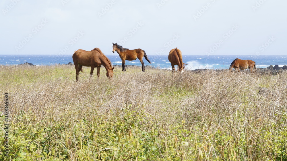 Caballos Salvajes Rapa Nui Caballos Salvajes Rapa Nui