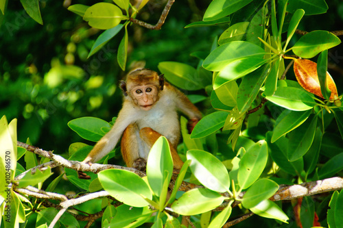 Affen auf Sansibar