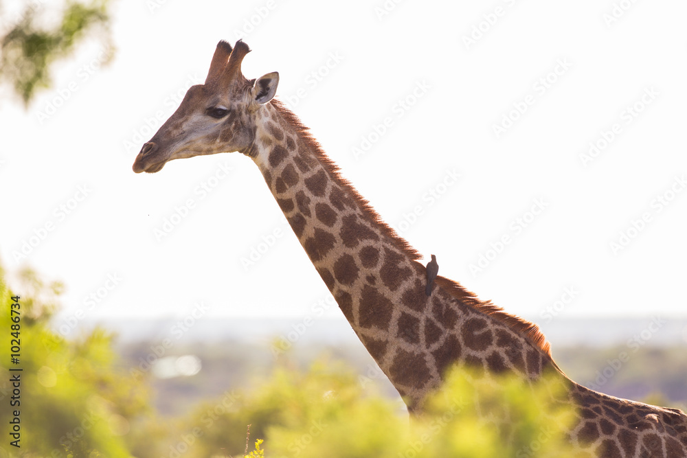 Naklejka premium A Giraffe with with an Oxpecker bird on its back