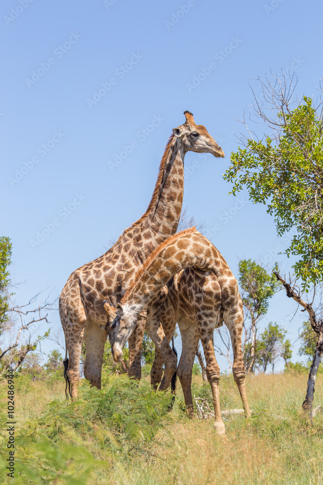 Obraz premium A giraffe poking another with its horns