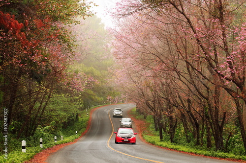 Beautiful pink sakura landscape view on road at Doi Ang Khang, C