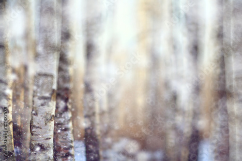 blurred background early winter