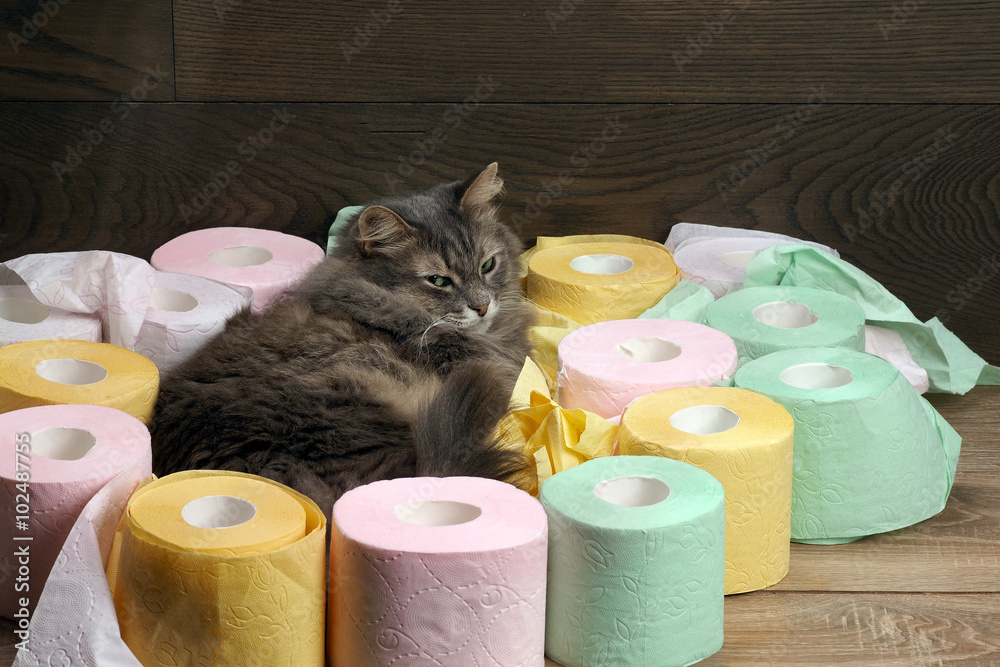 Cat and a lot of toilet paper. Cat resting among the rolls of colored toilet paper. Toilet for