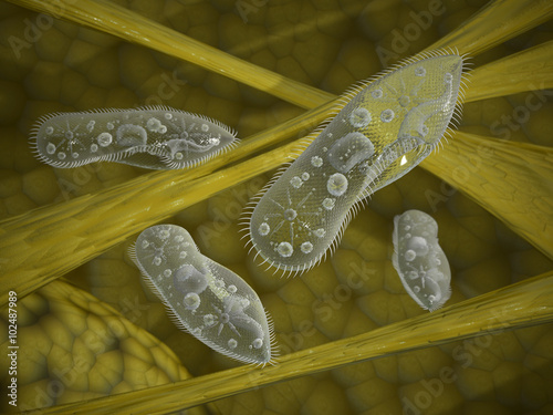 Photos Ciliates in their natural habitat