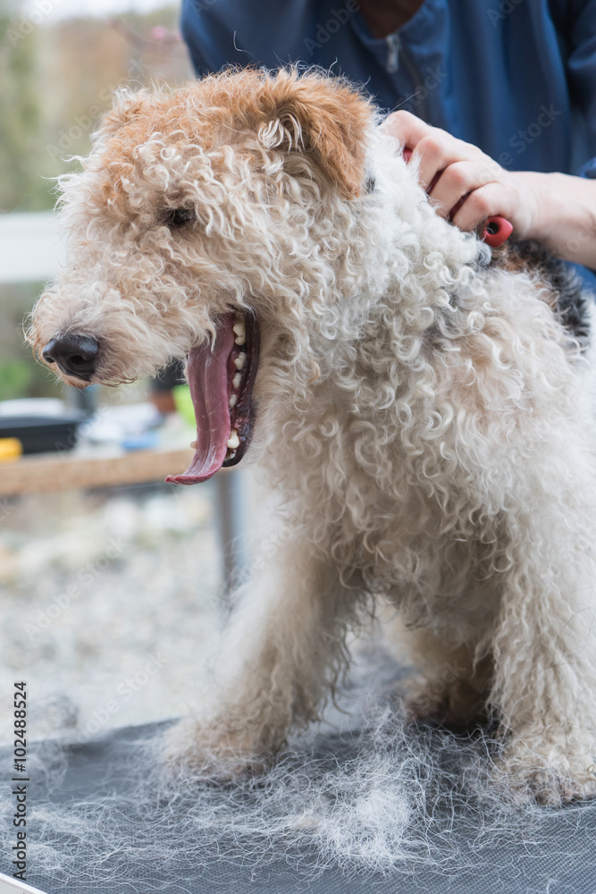 Fox Terrier with open mouth while trimming