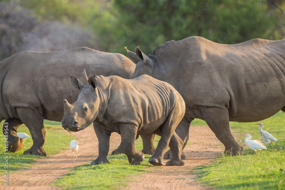 Obraz premium Young Rhino walking across the road with its family