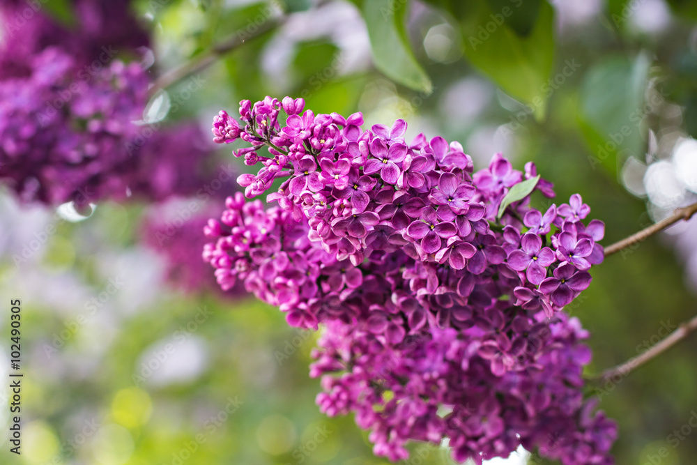 Green branch with spring lilac flowers Green branch with spring lilac flowers