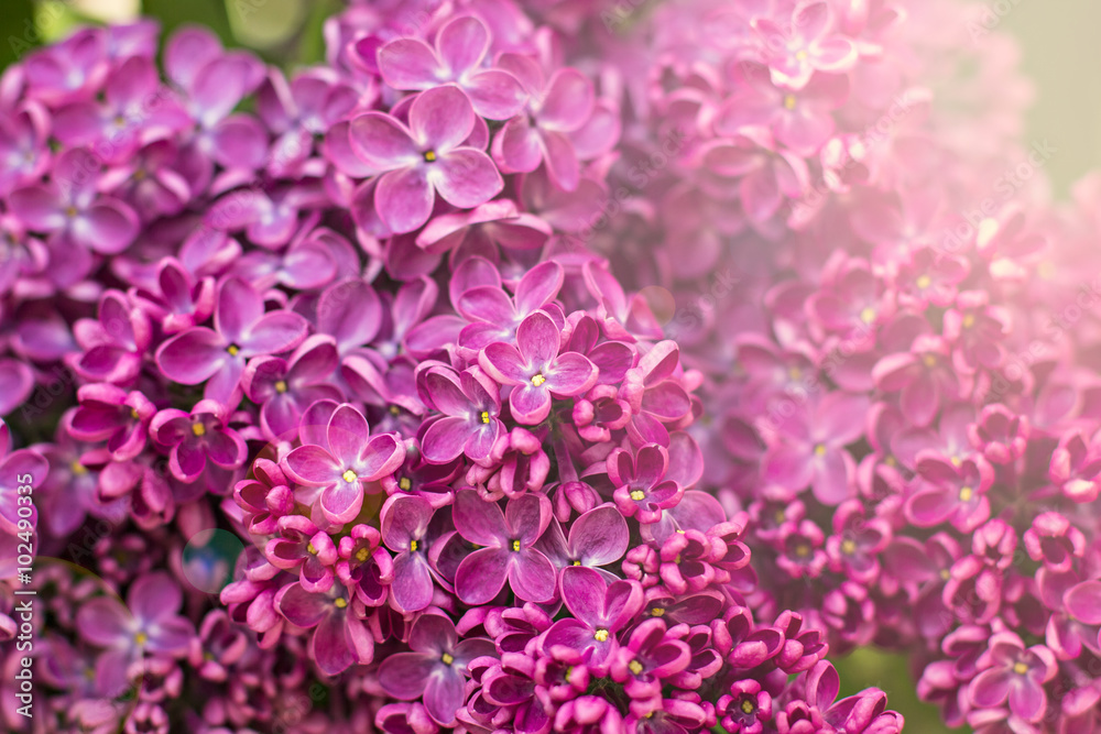Green branch with spring lilac flowers Green branch with spring lilac flowers