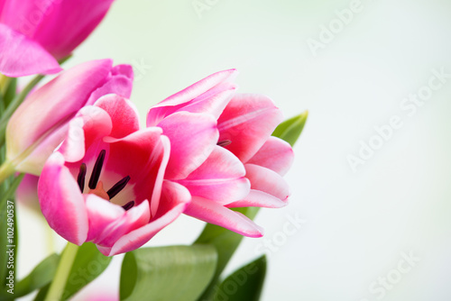 Fototapeta Naklejka Na Ścianę i Meble -  tulpenblüten