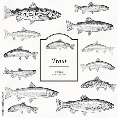 trout illustrations photo