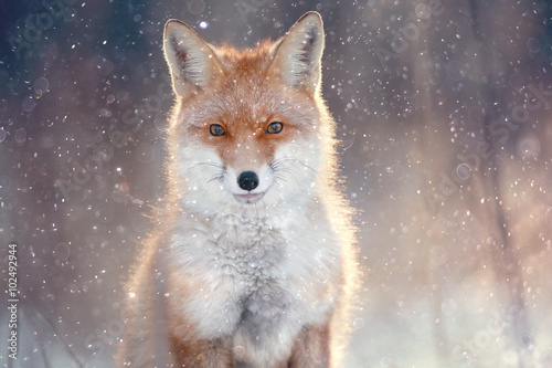 Photo red fox in winter forest Pretty
