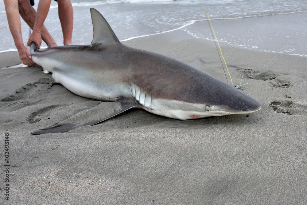 Fototapeta premium Namibia, shark fishing
