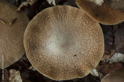 sombrero de seta amarilla, Cortinarius photo