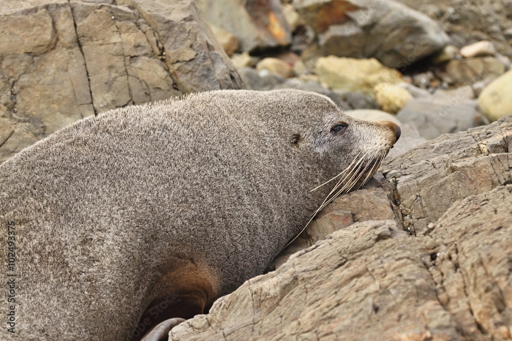 Fototapeta premium Portrait Fur Seal, Arctocephalus forsteri,South Island New Zealand