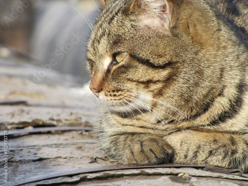 Plakat Кот 