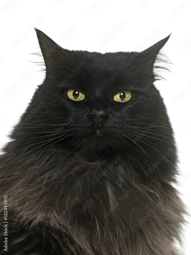 large black cat