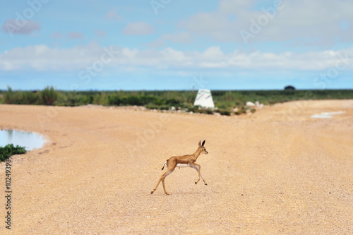 Baby springbok antelope