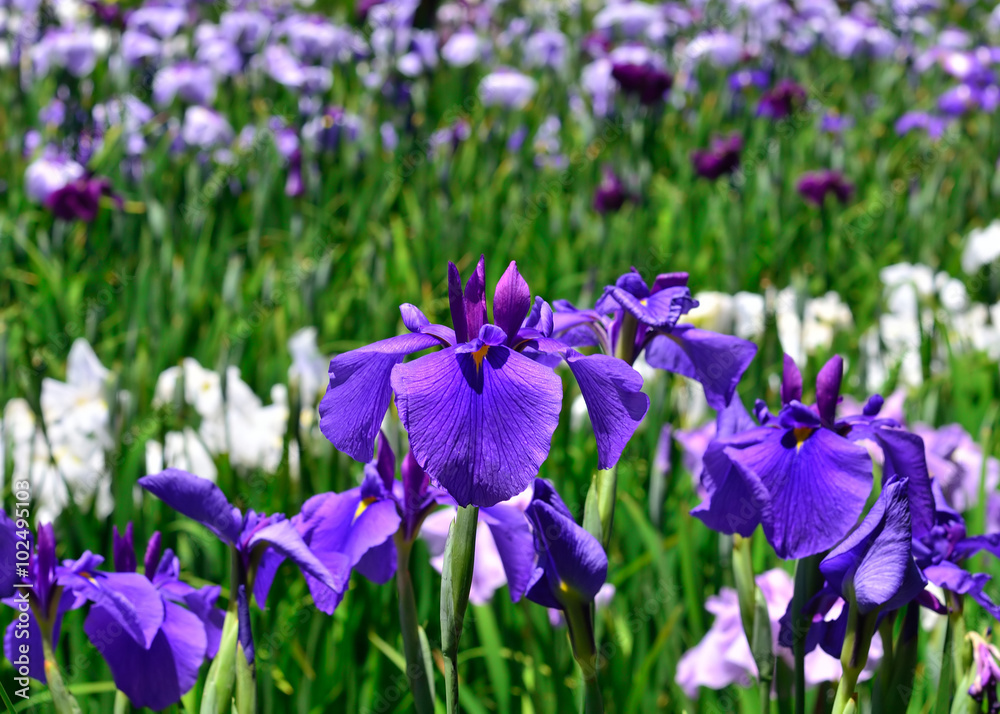 花菖蒲 初夏 京都, flowering iris, early summer in Kyoto Japan. 花菖蒲 初夏 京都, flowering iris, early summer in Kyoto Japan.