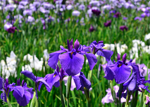 花菖蒲 初夏 京都, flowering iris, early summer in Kyoto Japan.