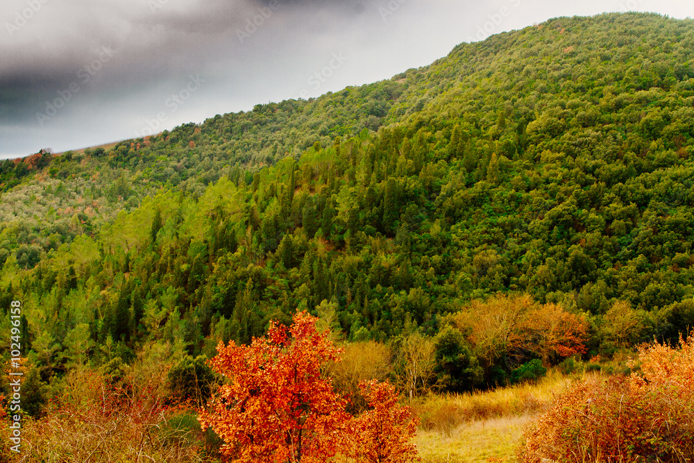 Coloros of autumn. Foliage in a forest in a cloudy day
