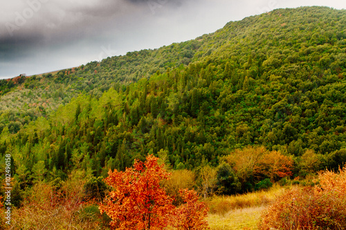 Fototapeta Naklejka Na Ścianę i Meble -  Coloros of autumn. Foliage in a forest in a cloudy day