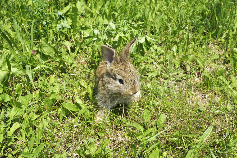 Fototapeta premium little rabbit is on a pasture