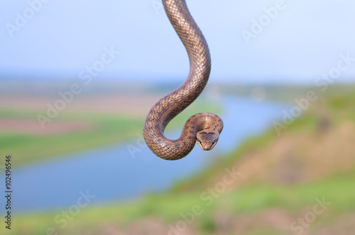 hanging snake