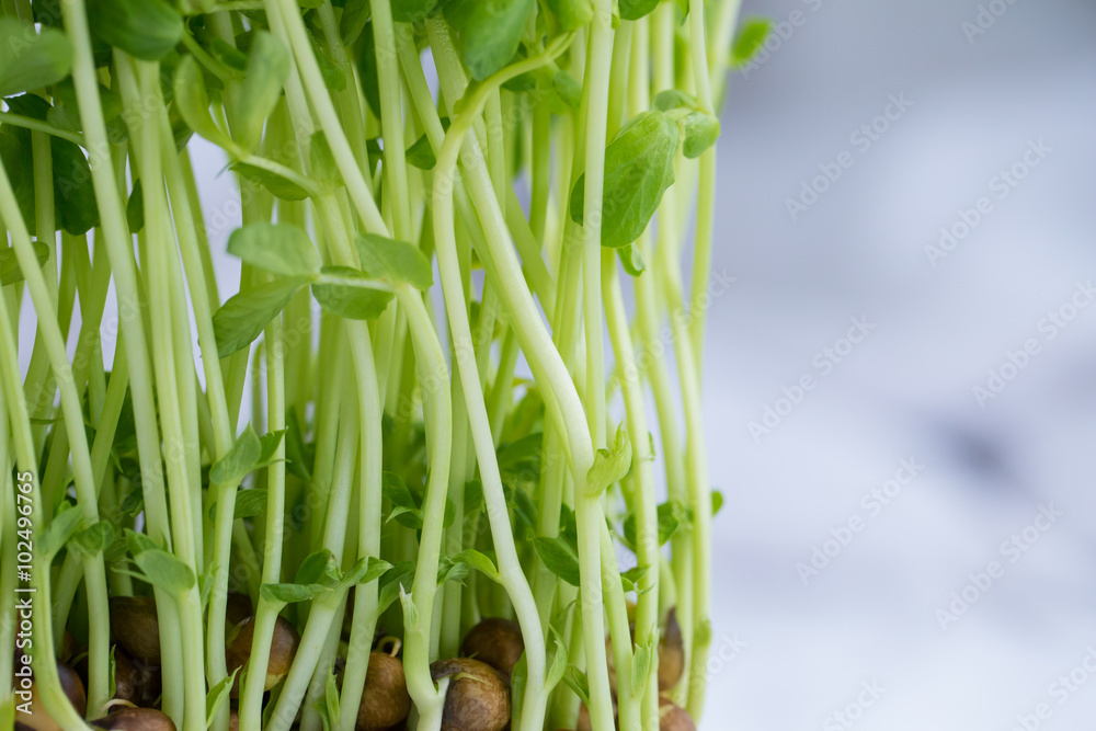 Fototapeta premium Sweet pea sprouts, close up to texture of young sweet pea sprouts