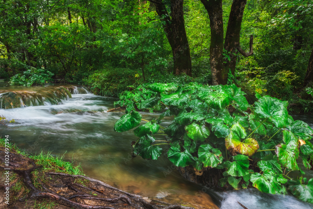 Croatia. Plitvice Lakes. Forest stream with green plants. Croatia. Plitvice Lakes. Forest stream with green plants.
