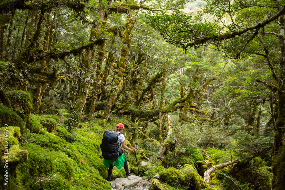 woman hiker with backpack walking in native beech forest on Rout