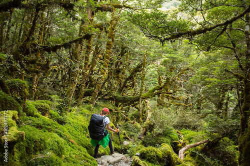 woman hiker with backpack walking in native beech forest on Rout photo