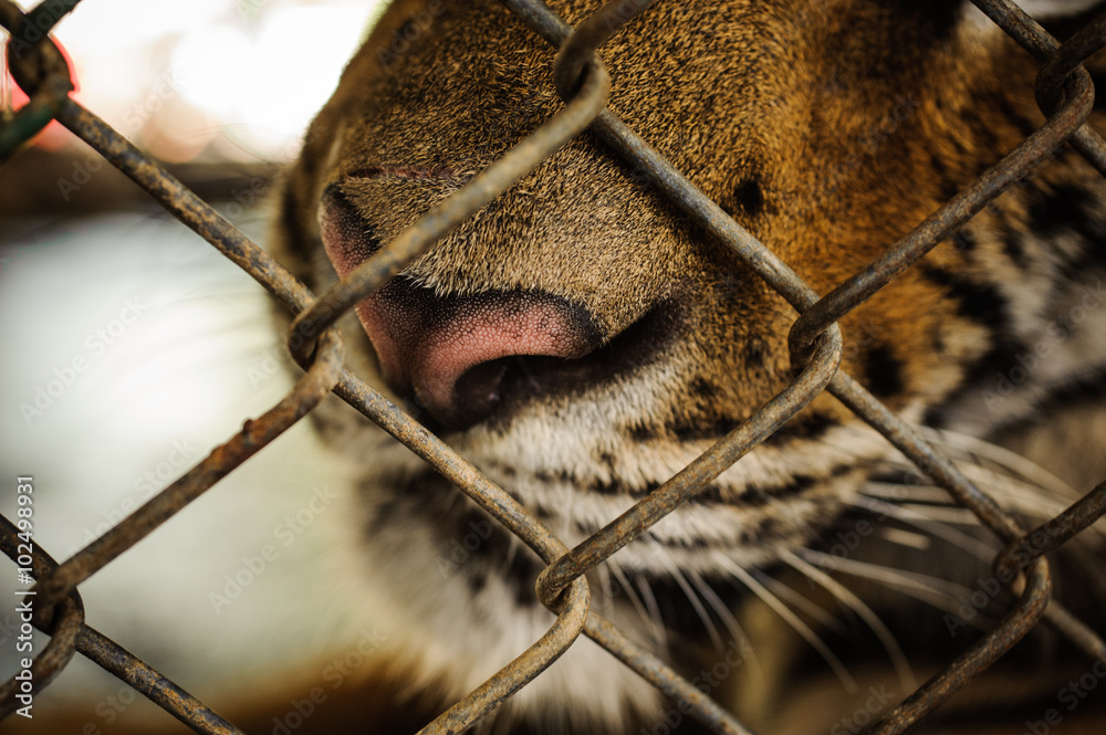 Fototapeta premium Close up portrait of the endangered tiger looking through cage