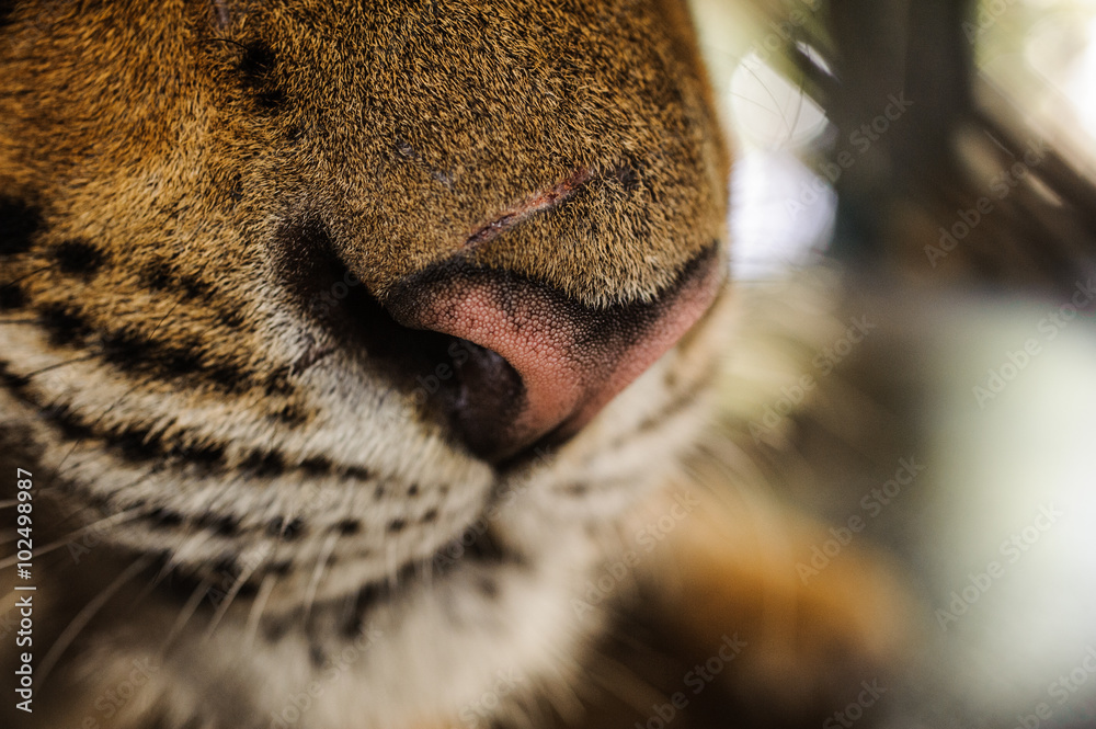 Naklejka premium tiger nose close up Thailand