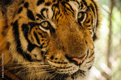 Tiger  portrait of a bengal tiger.