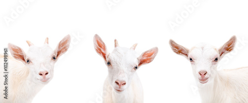 Portrait of three cute goat, closeup