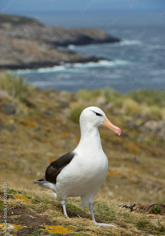 Black browed albatross standing close to nest, with sea bay and cliffs in background, South Georgia Island, Antarctica Black browed albatross standing close to nest, with sea bay and cliffs in background, South Georgia Island, Antarctica