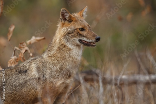 Valokuva golden jackal / Beautiful golden jackal in nice sof light from Pench tiger reser
