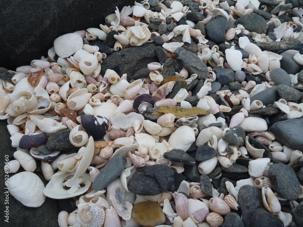 seashells at the chilean pacific coast seashells at the chilean pacific coast