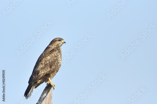 Rough-legged buzzard (Buteo lagopus) Sitting on a pole, searching for food.