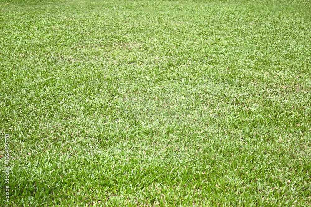 Grass background Grass background