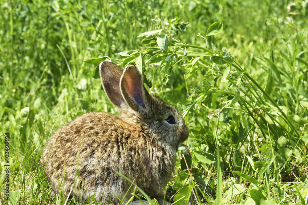 Fototapeta premium little rabbit is on a pasture