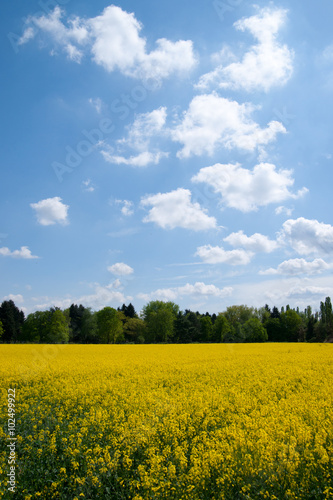 Rapsfeld mit blauem Himmel