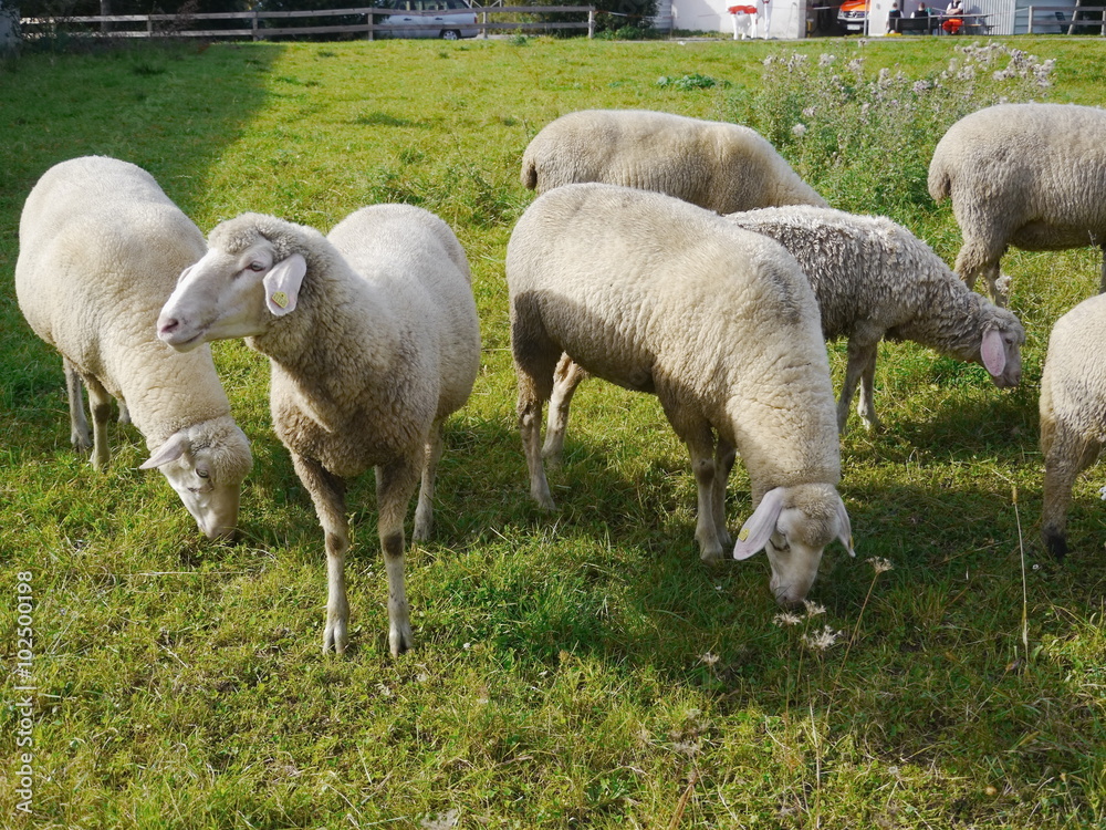 Obraz premium sheep meadow