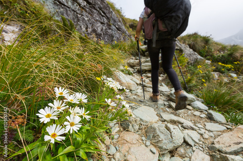 white alpine flower photo